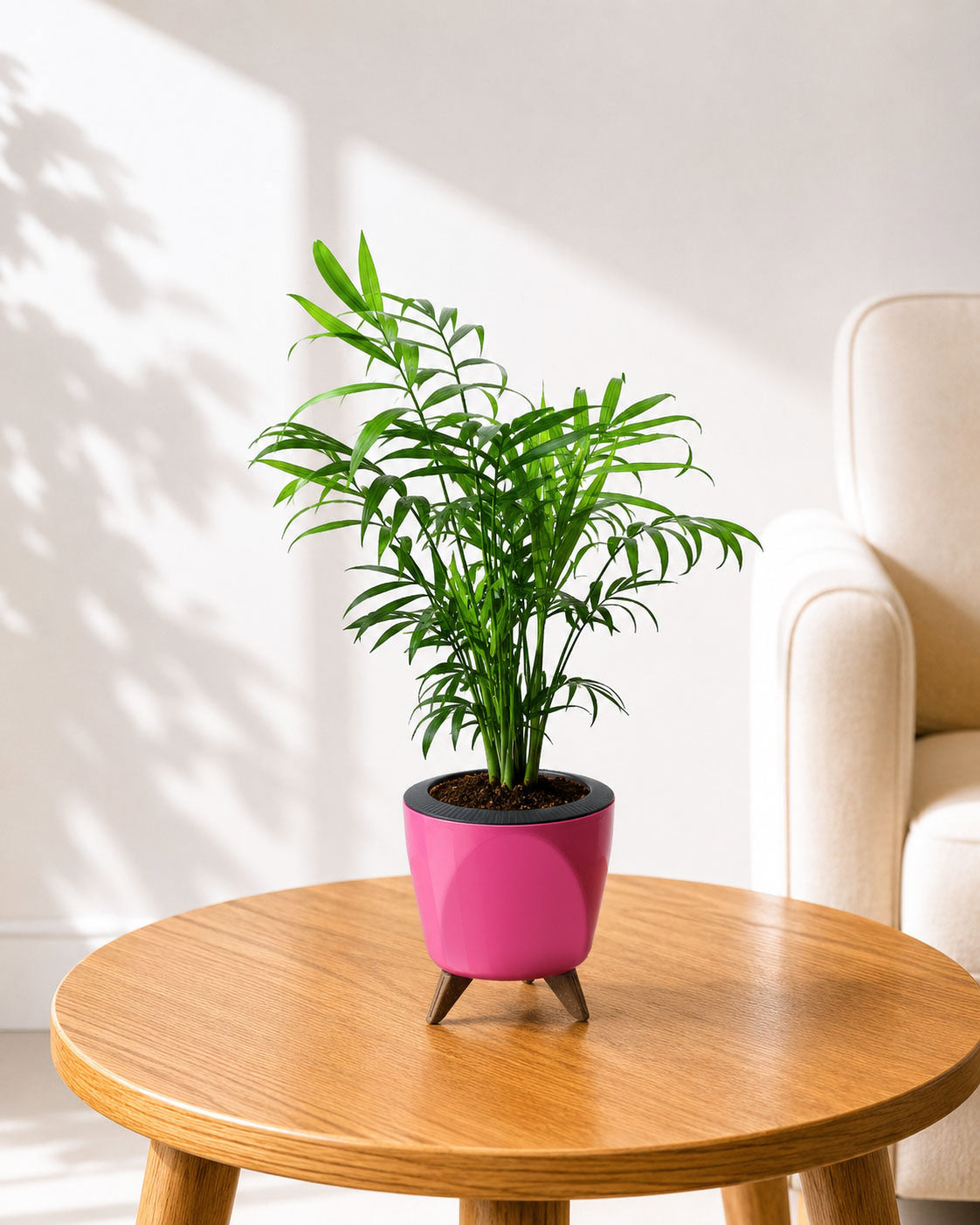 Chamaedorea Palm