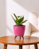 Golden Hahnii Snake Plant