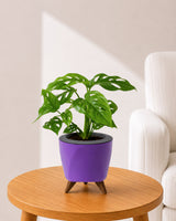 Philodendron Broken Heart In Self Watering Pot