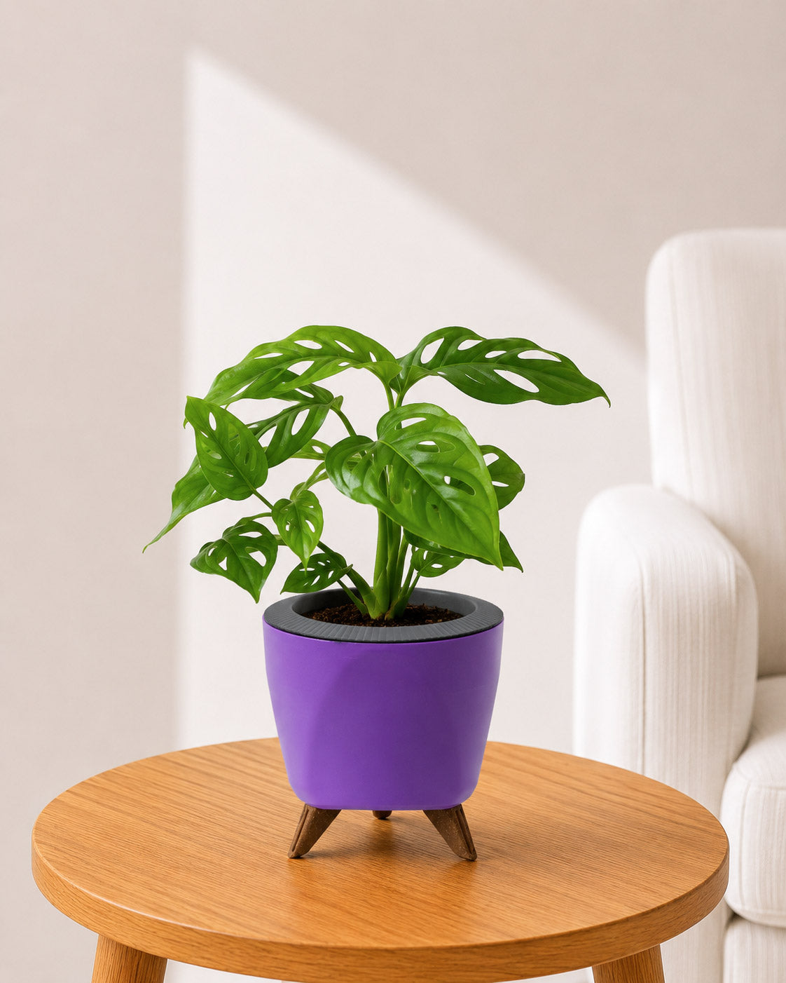 Philodendron Broken Heart In Self Watering Pot