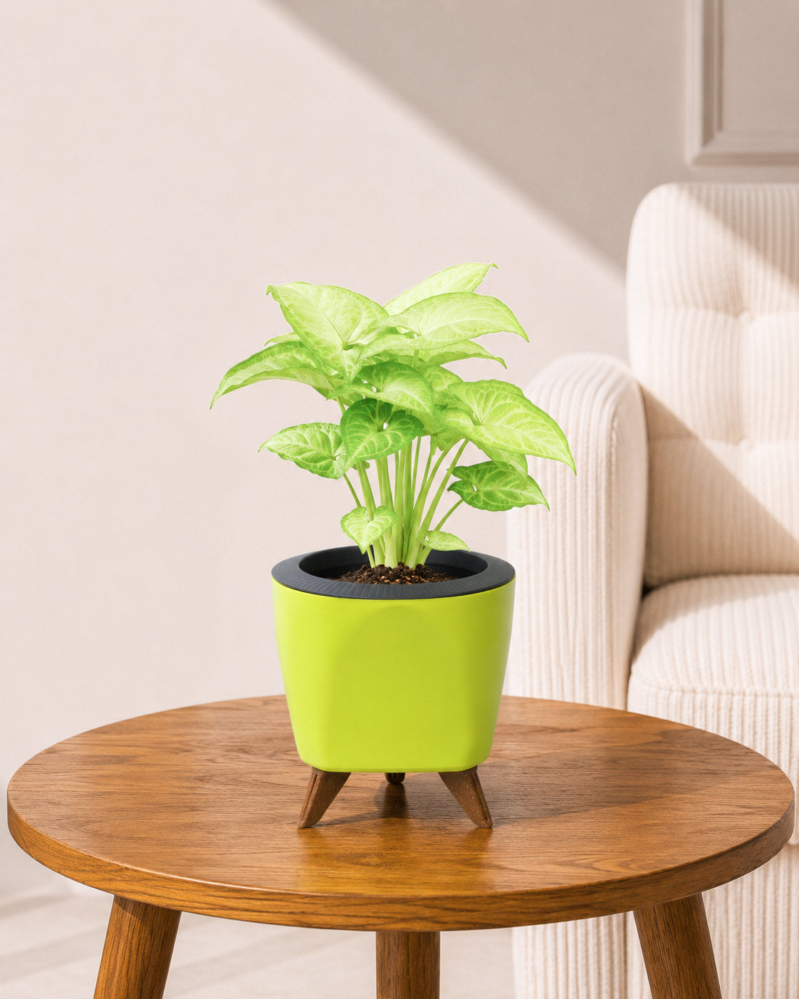 Syngonium Plant in Self-Watering Planter