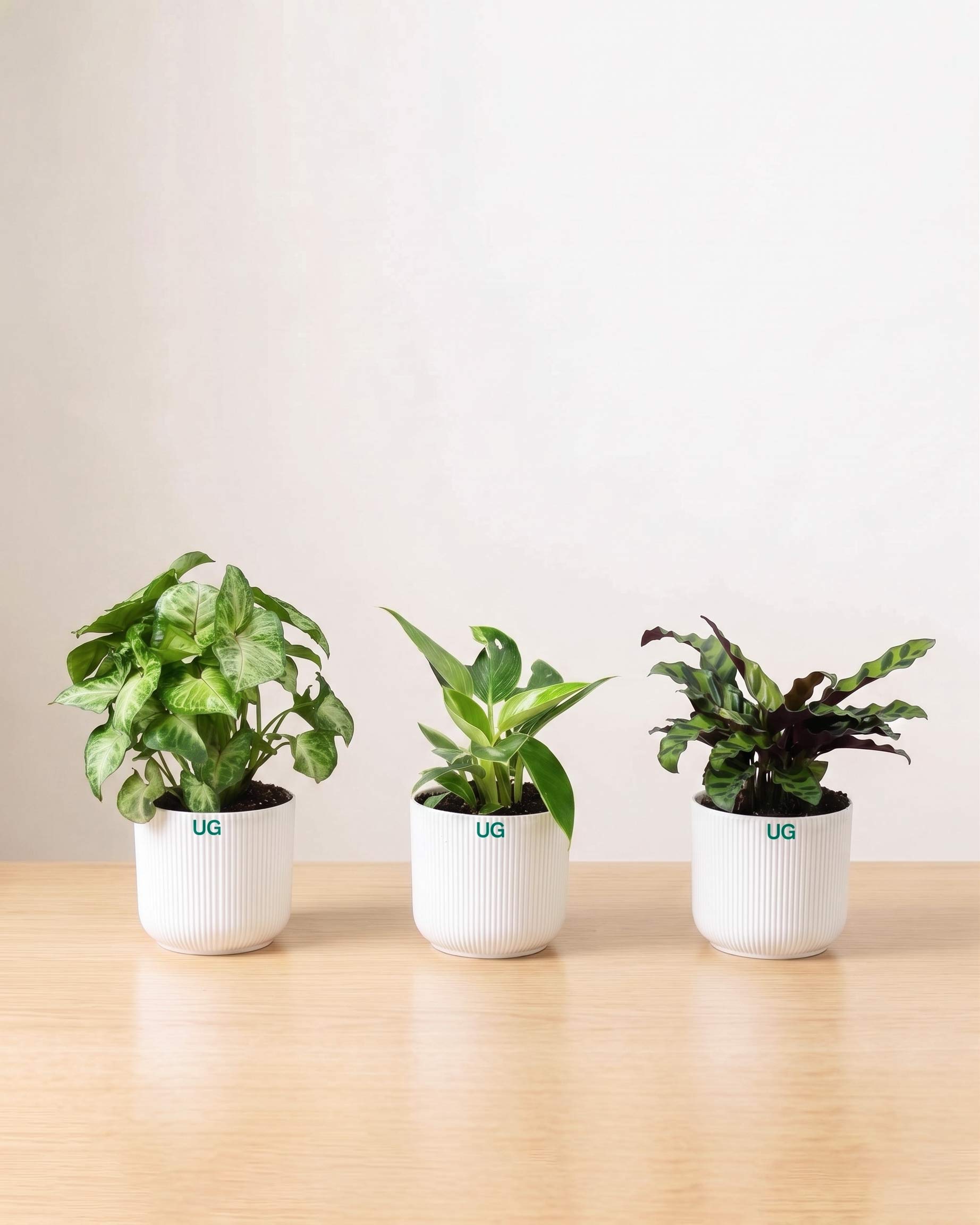 Calathea Rattlesnake, Birkin Plant, and Syngonium podophyllum Combo