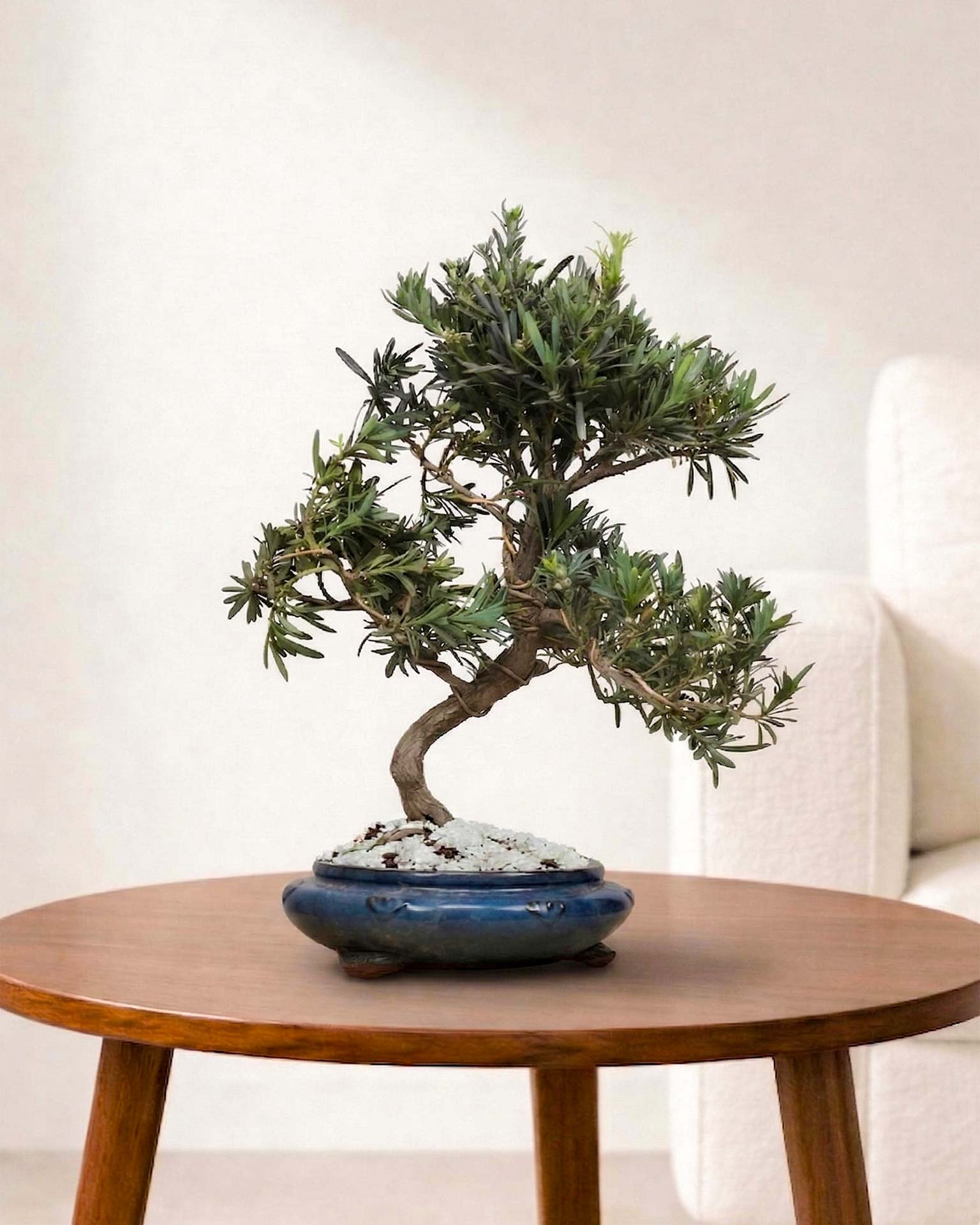 Ficus Podocarpus Bonsai