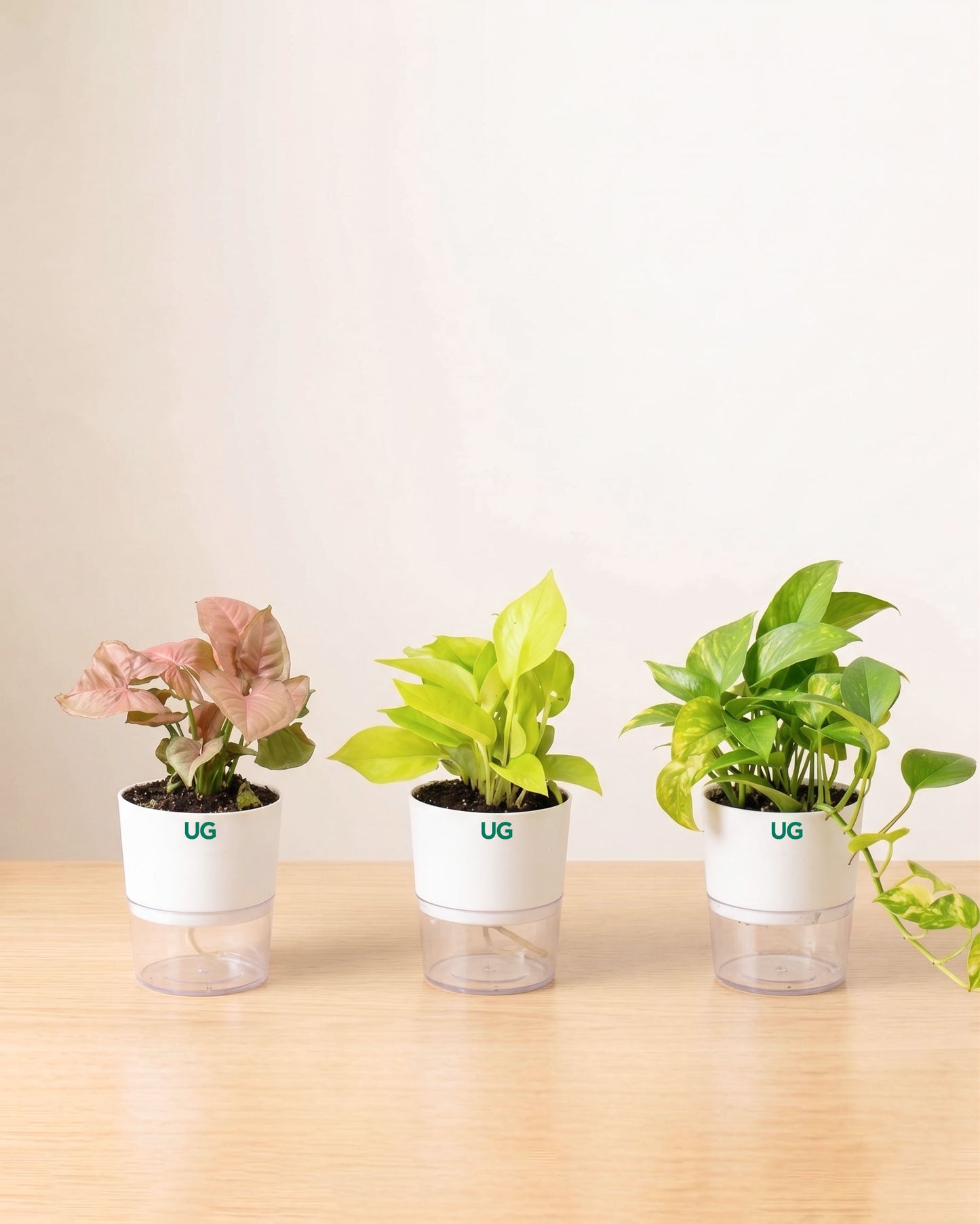 Green Money Plant, Golden Money Plant, and Syngonium Pink Combo