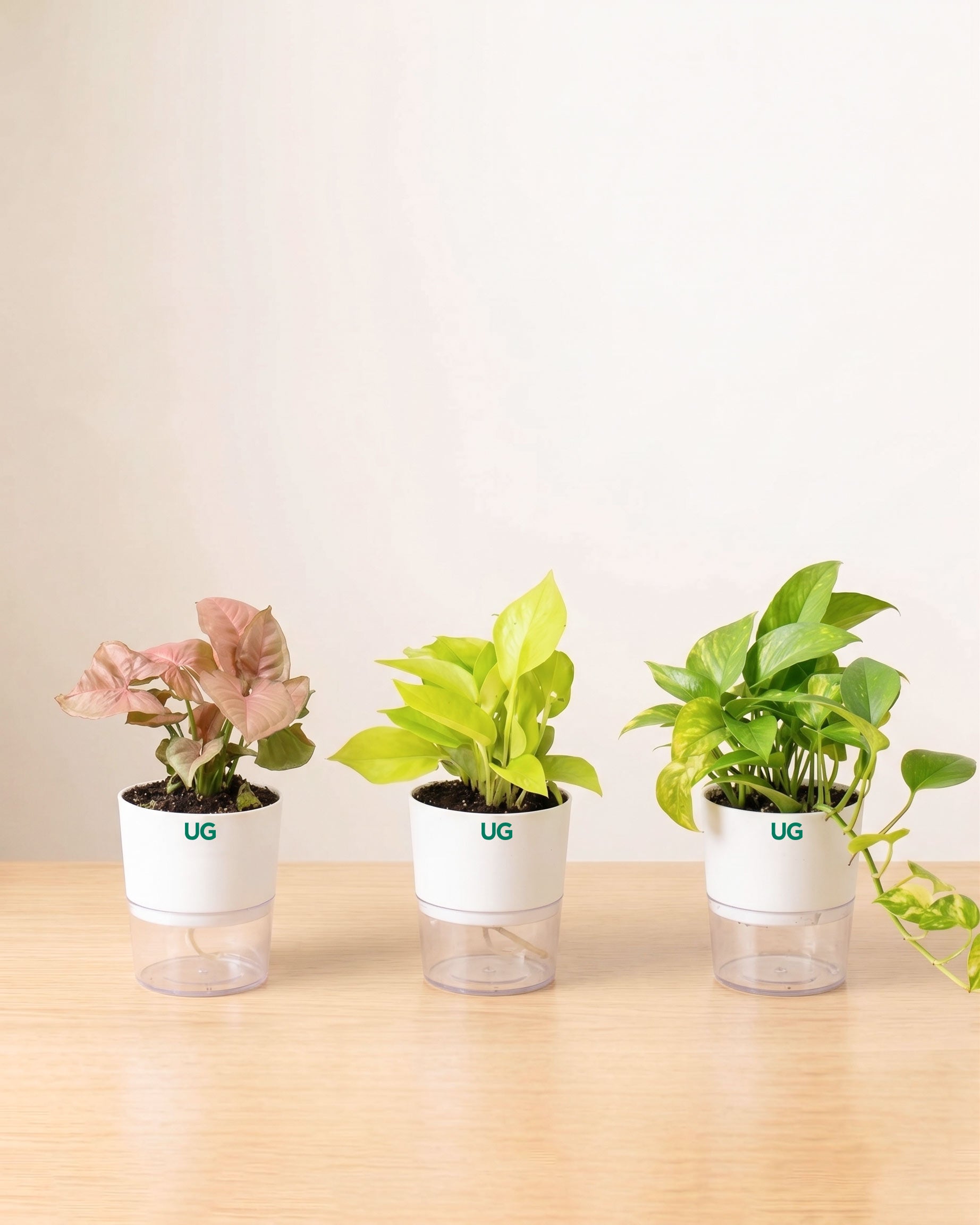 Green Money Plant, Golden Money Plant, and Syngonium Pink Combo