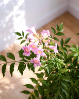 Tecoma (Shurb, Pink)