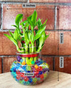 Lucky Bamboo in Round Glass Pot with Hydrogel Beads
