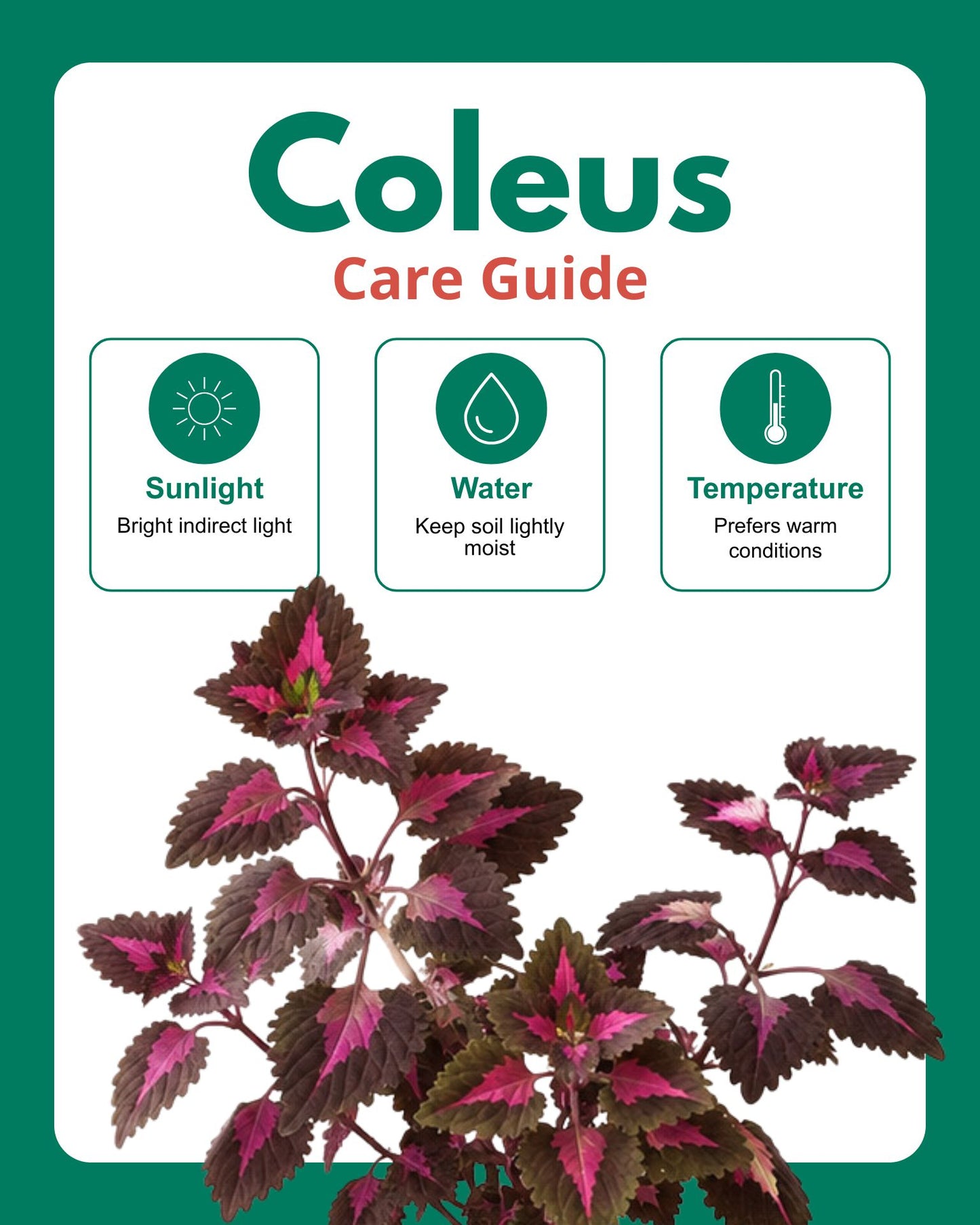 Coleus Pink Plant