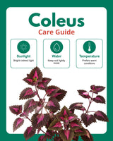 Coleus Pink Plant
