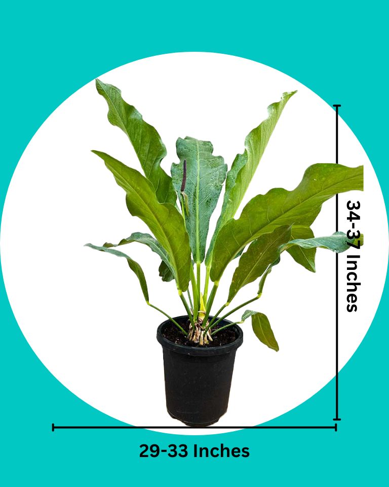 Anthurium Hookeri Plant