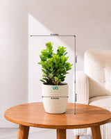 Ficus Moclame Plant