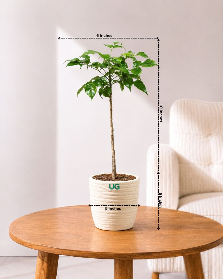 Small Radermachera Plant