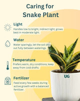 Air Purifying Plant Combo