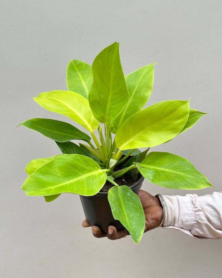 Philodendron Moonshine, Xanadu online india