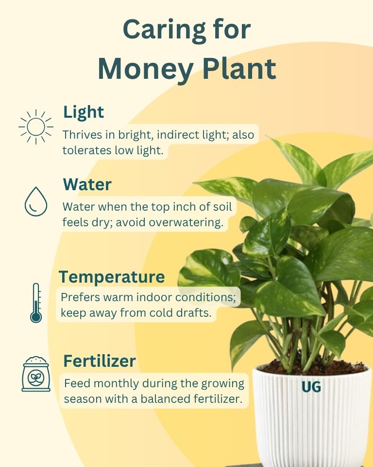 Air Purifying Plant Combo