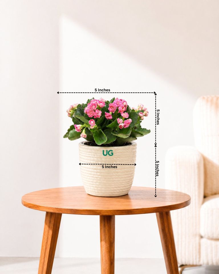 Kalanchoe Plant – Vibrant Blooms of Joy and Endurance
