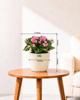 Kalanchoe Plant – Vibrant Blooms of Joy and Endurance