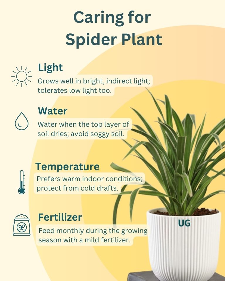 Air Purifying Plant Combo