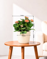 Kalanchoe Plant – Vibrant Blooms of Joy and Endurance