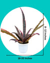 Cryptanthus Plant