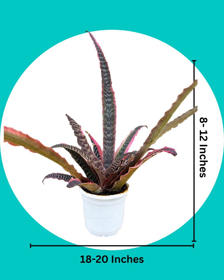 Cryptanthus Plant