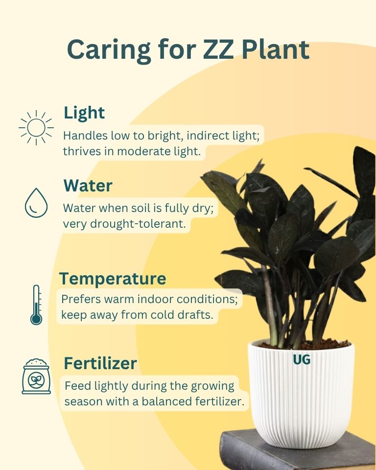 Air Purifying Plant Combo