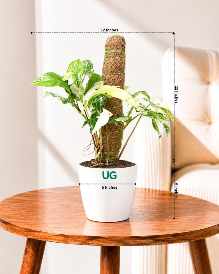 Syngonium albo variegated