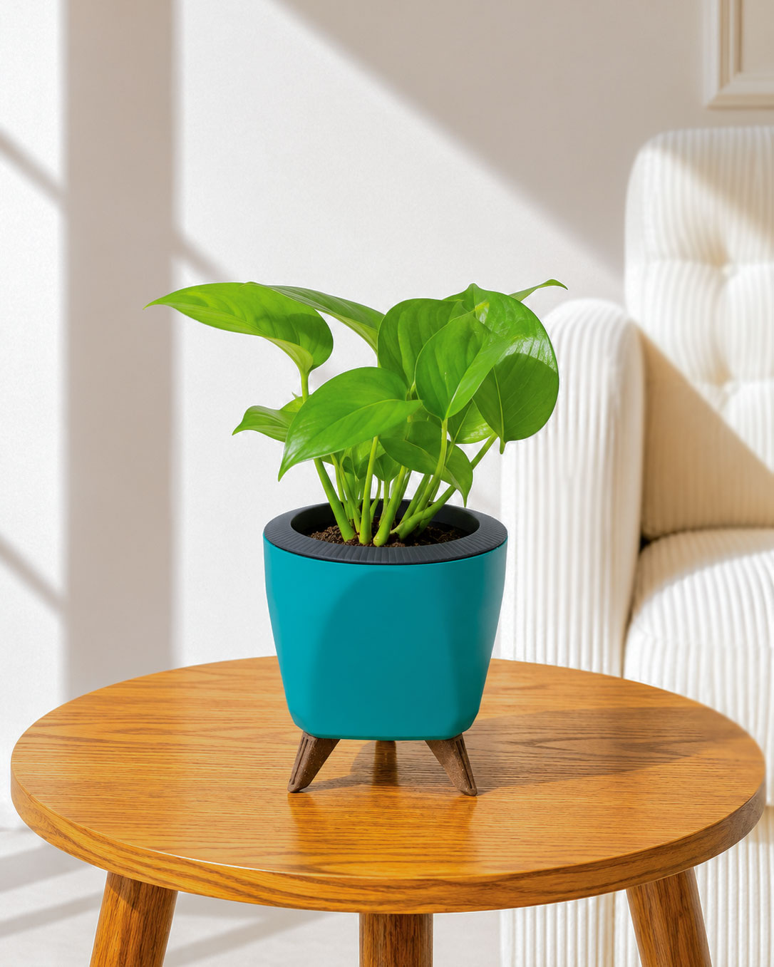 Money Plant Green in Self Watering Pot