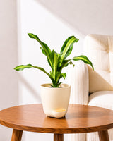 Dracaena Fragrans