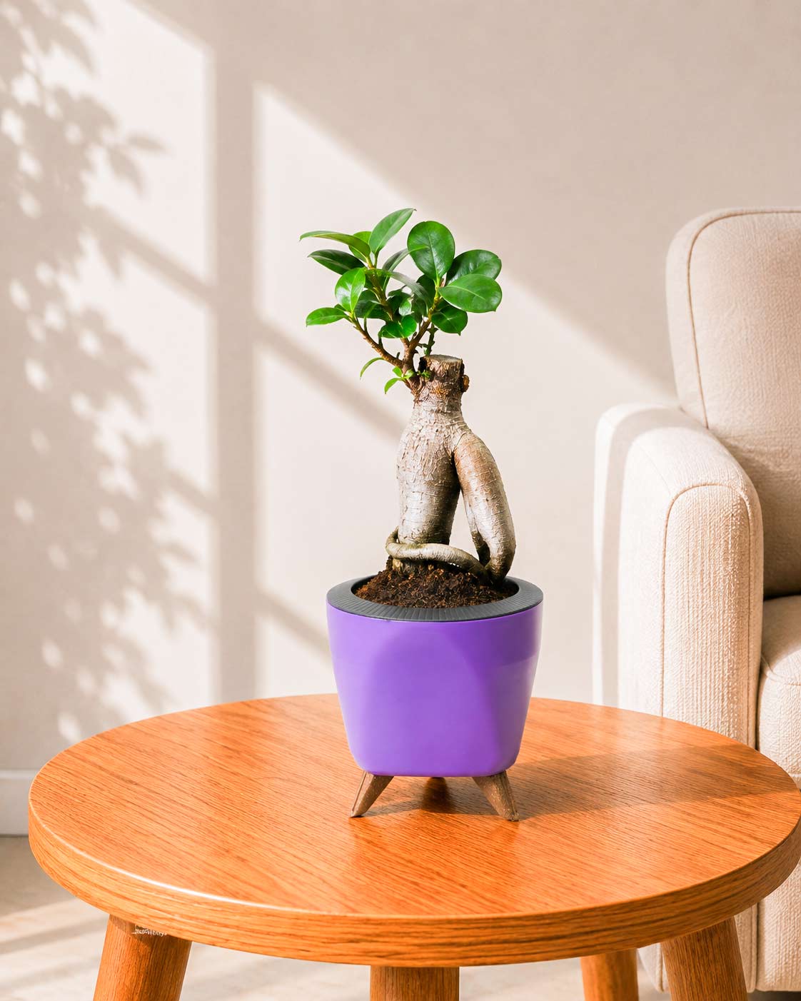 Ficus bonsai In Self-Watering (Small)