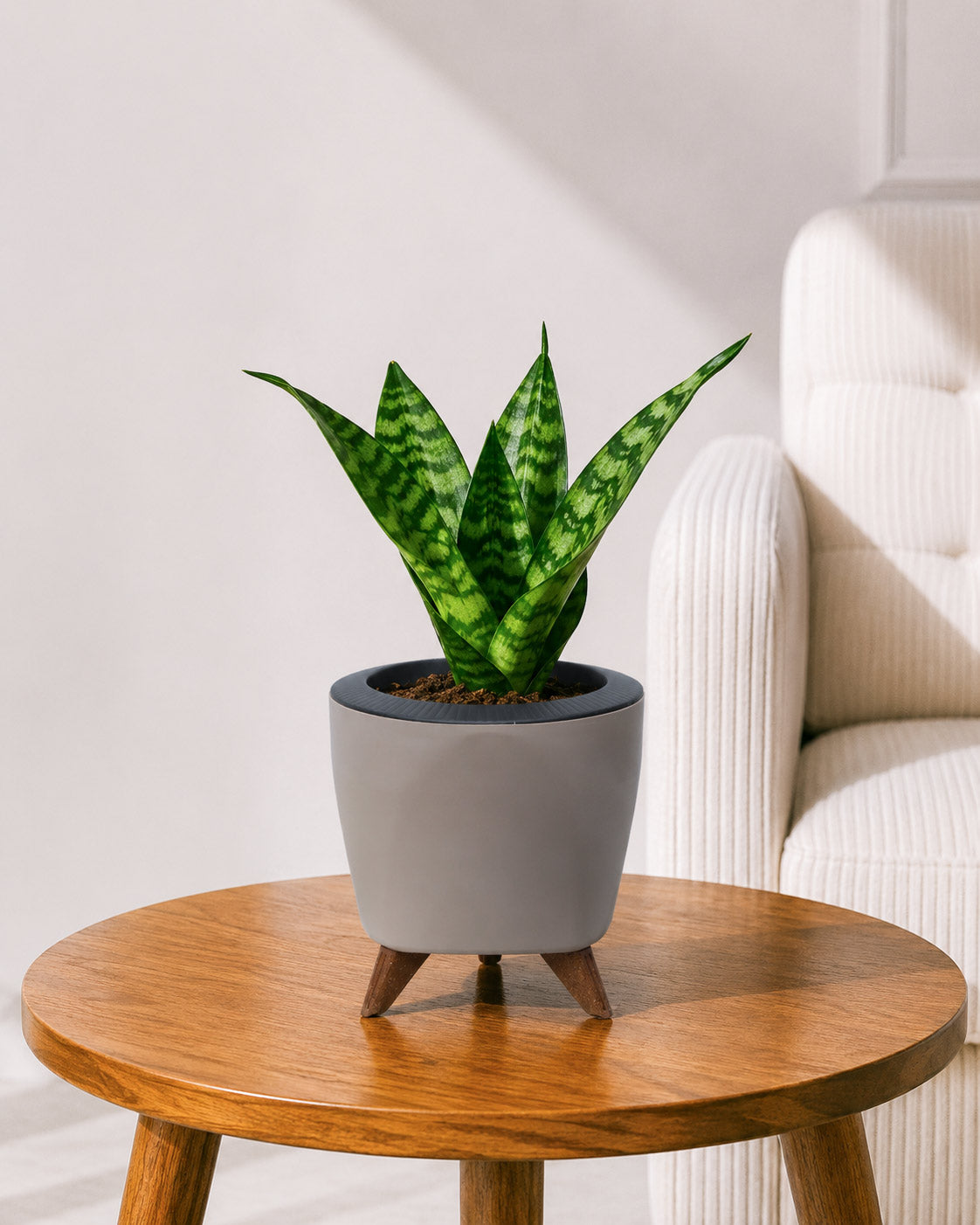 Snake Plant in Self-Watering Planter