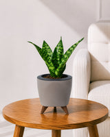 Snake Plant in Self-Watering Planter