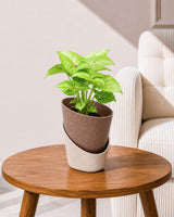 Syngonium Plant in Self-Watering Planter