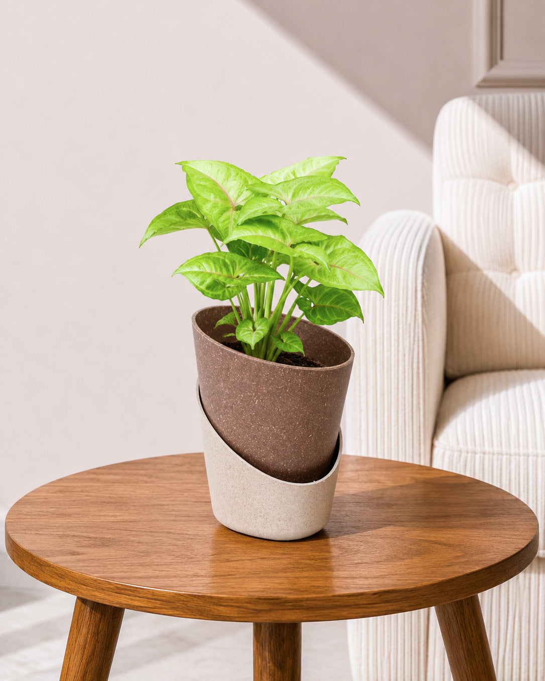 Syngonium Plant in Self-Watering Planter