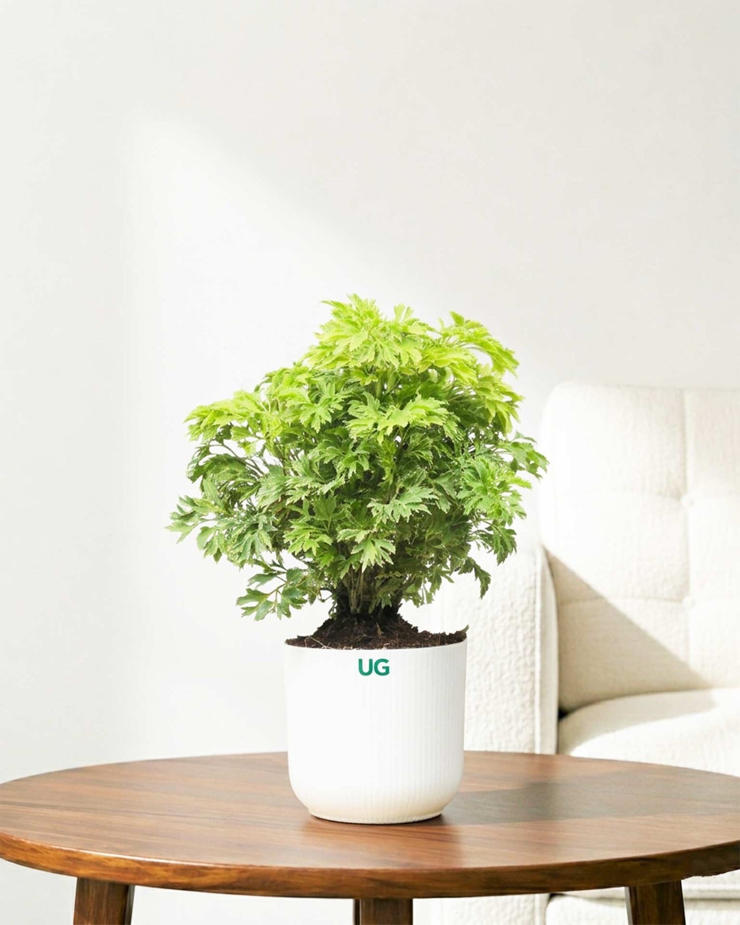 Aralia Variegated Plant