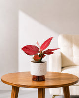 Aglaonema Red Valentine in Self Watering Planter