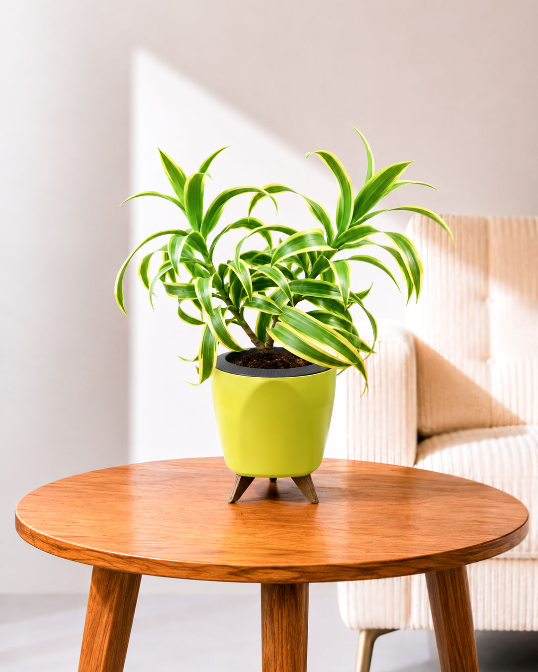 Song of India Plant