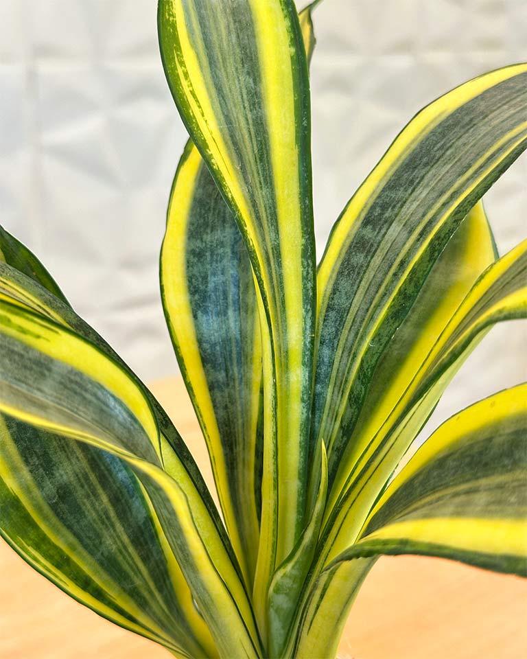 Kokedama plant 