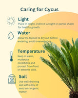 Cycas Plant (Sago Palm | Cycas revoluta)