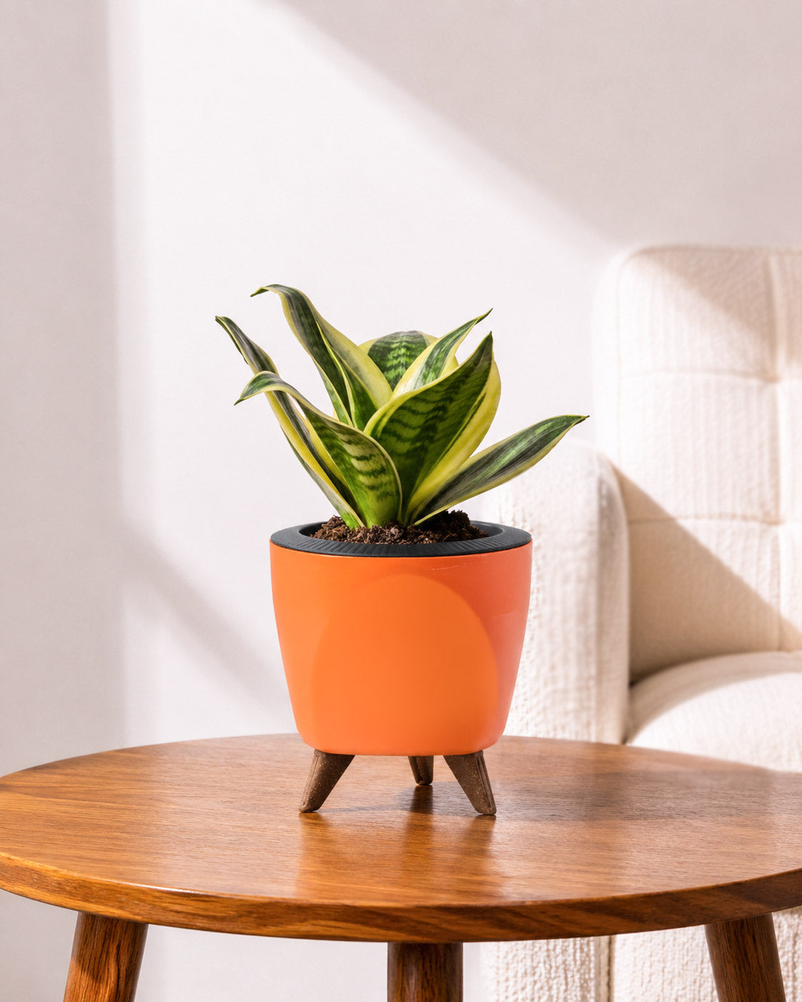 Golden Hahnii Snake Plant