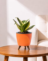 Golden Hahnii Snake Plant