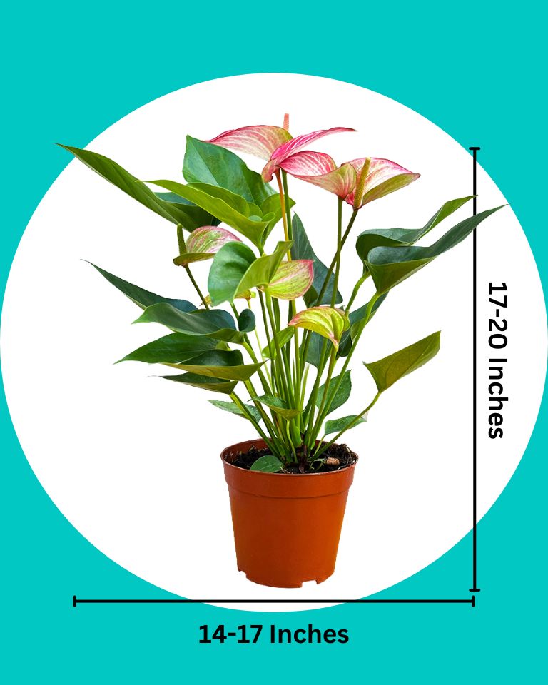 Anthurium Plant (Tricolor)