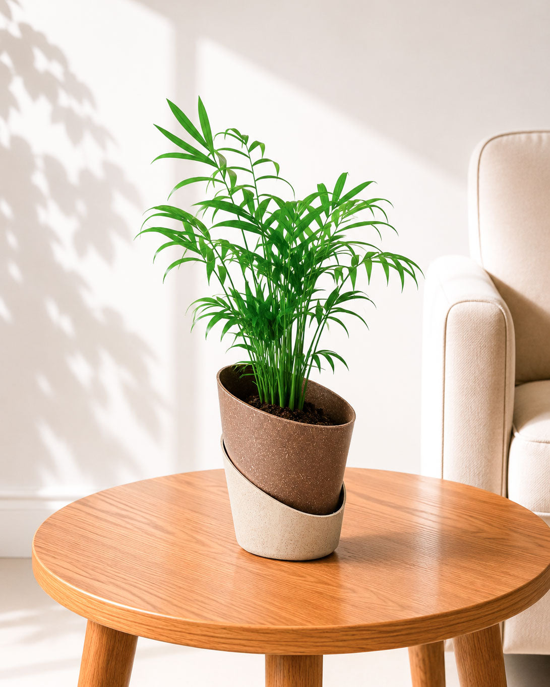 Chamaedorea Palm
