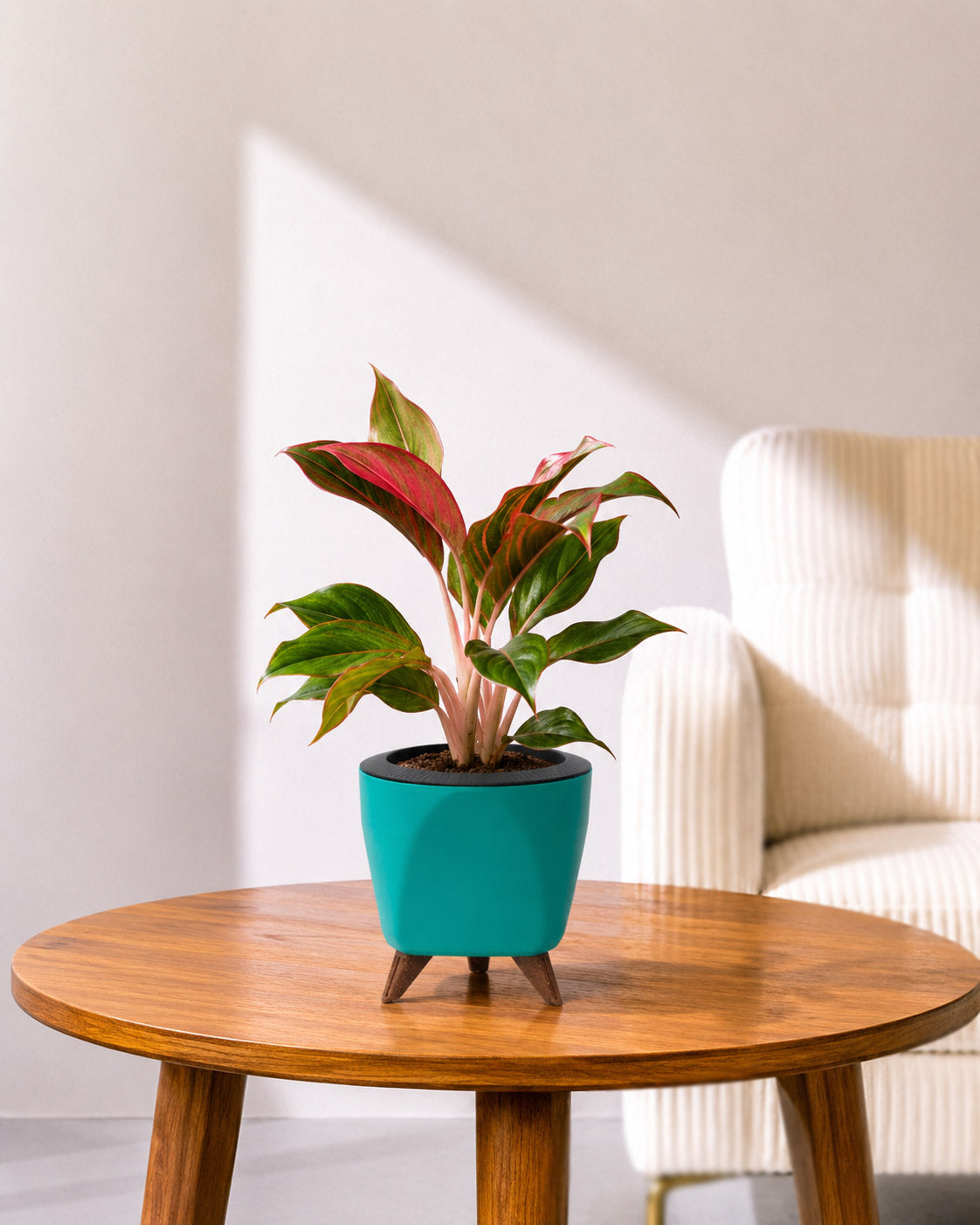 Aglaonema Lipstick