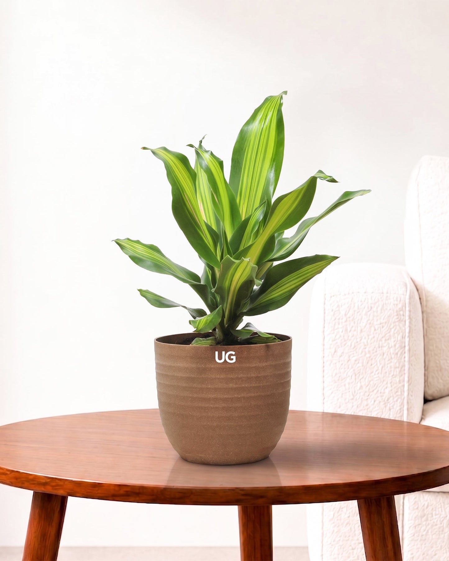 Dracaena Fragrans Medium