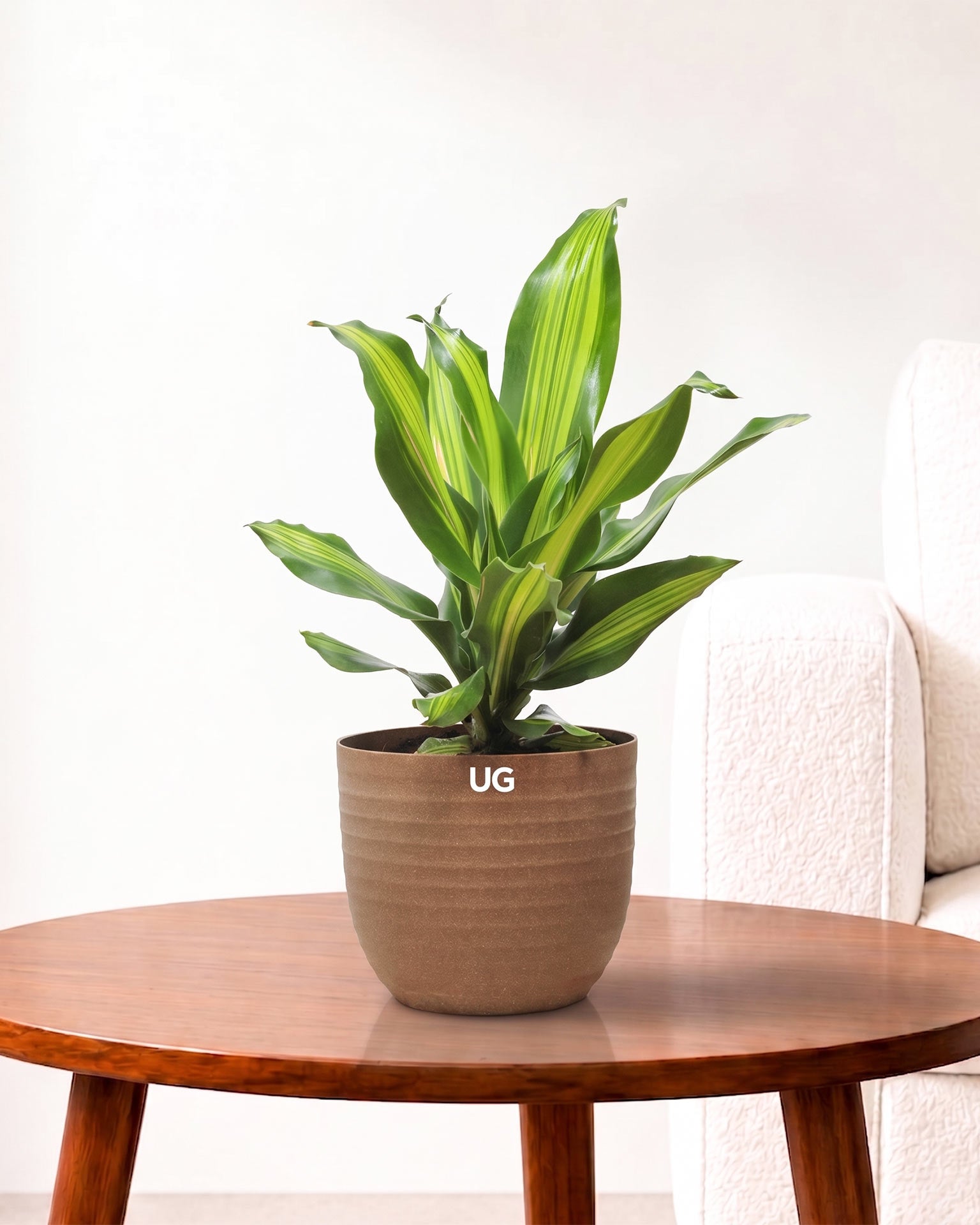 Dracaena Fragrans Medium