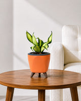 Twist Snake Plant in Self Watering Pot