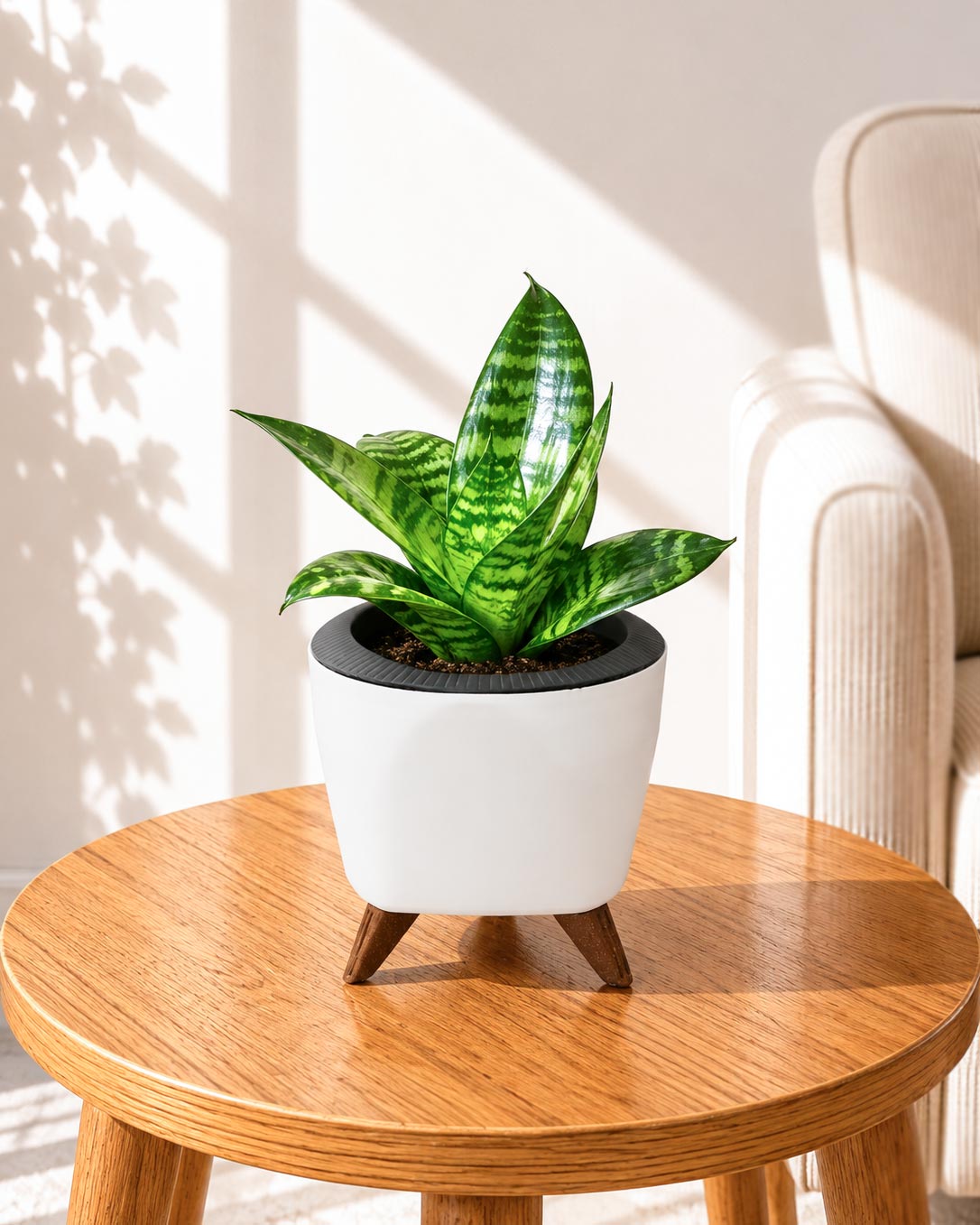 Sansevieria Snake Plant