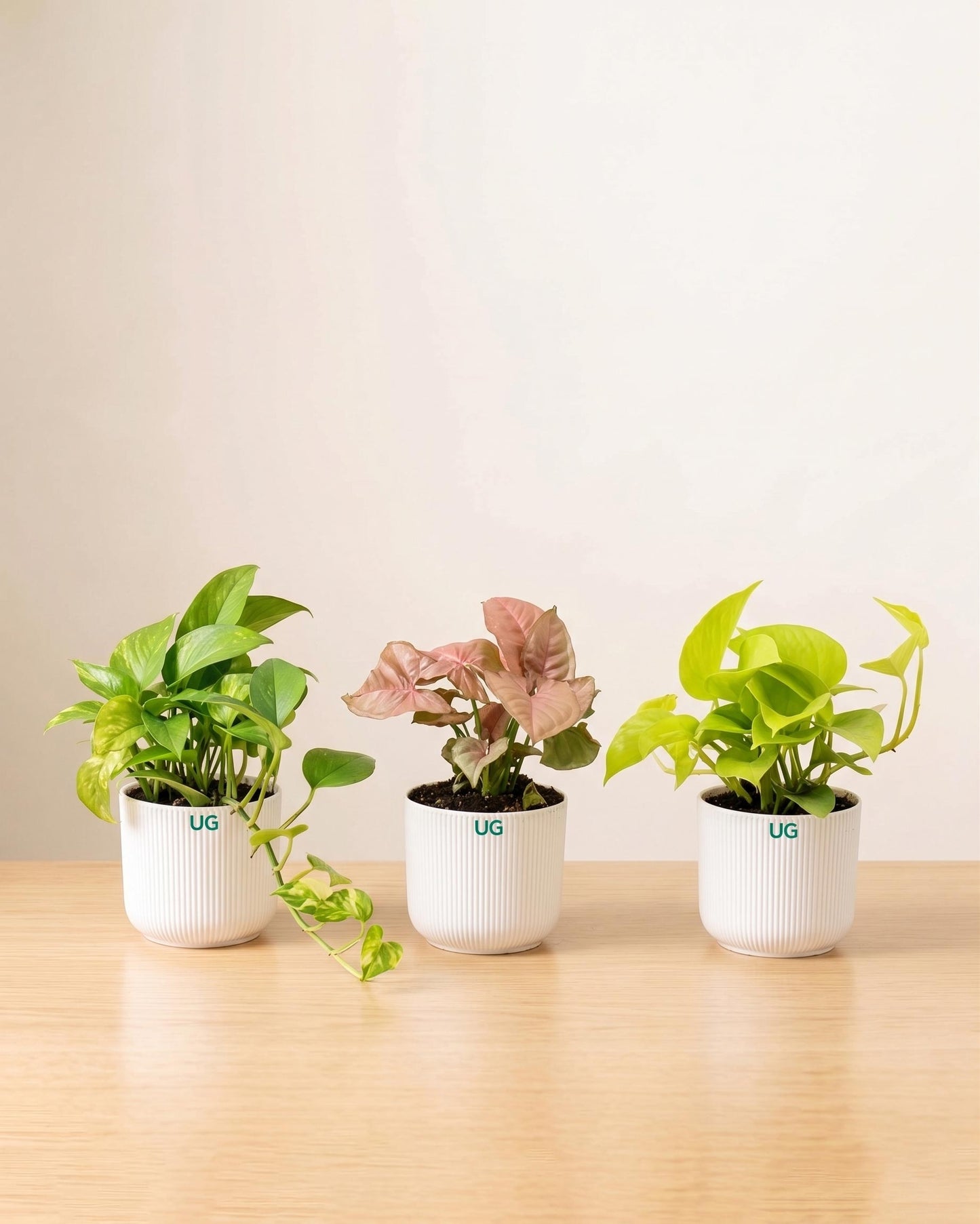 Green Money Plant, Golden Money Plant, and Syngonium Pink Combo