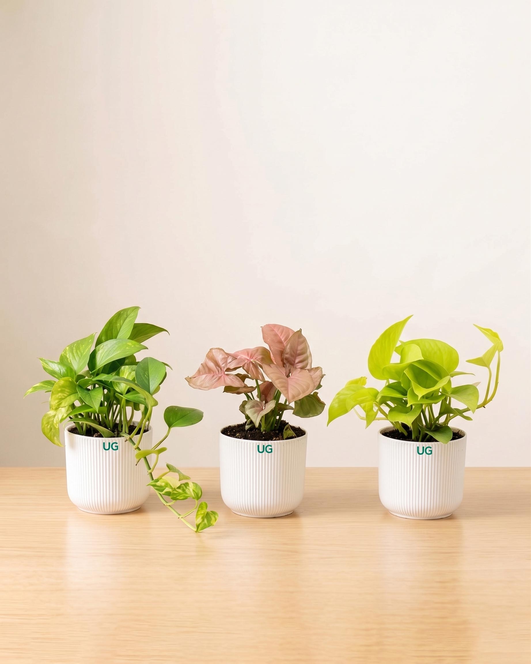 Green Money Plant, Golden Money Plant, and Syngonium Pink Combo